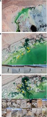 Diversity of Lysis-Resistant Bacteria and Archaea in the Polyextreme Environment of Salar de Huasco